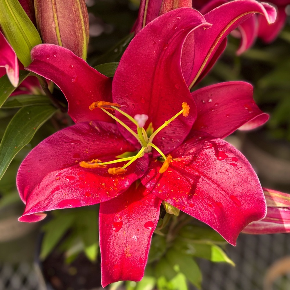 Meet your Posher, Lacee Rae